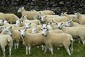 Lleyn Sheep