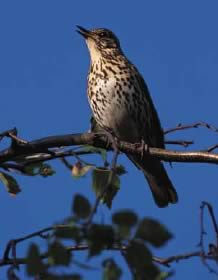 song thrush