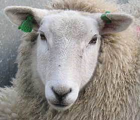 Lleyn sheep