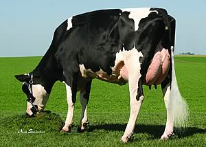 Hilltop Brick heifer