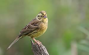 yellowhammer