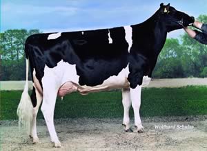 daughter of the Jocko Besne son Jackpot