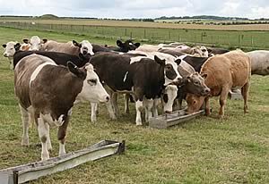 Blade beef animals