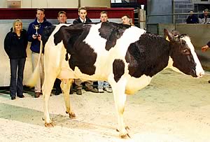 Craven Dairy Auction champion