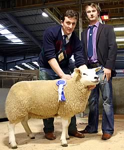 Texel pedigree female champion