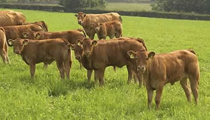 limousin calves