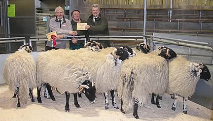 Swaledale prime hoggs