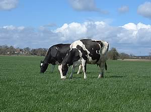 cows grazing