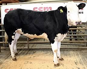 British Blue-cross heifer