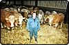 beef bulls