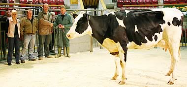 Craven Dairy Auction champion