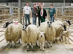 Mule hoggs with lambs