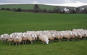 Texel ewe lambs