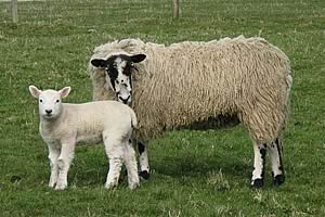 mule ewe and lamb