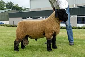 ram lamb by Baileys Bugatti