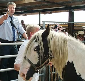 sale of horses and ponies