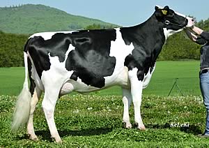 Zenjo Silver