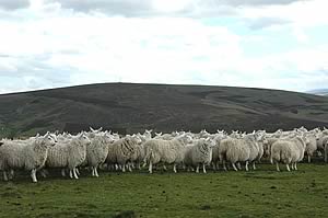 cheviot sheep