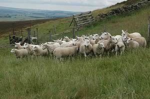 hill sheep