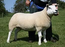 hullhouse texel gimmer