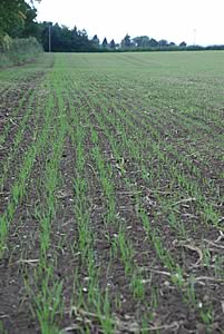 autumn wheat field