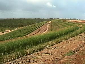 Vetiver Grass