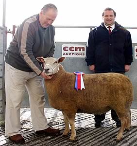 Charollais shearling ewe