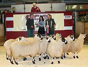 Masham gimmer lambs