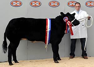 Supreme Champion Commercial shown by Shaun Harryman