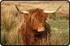 Highland Cow