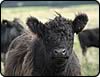 Galloway cow