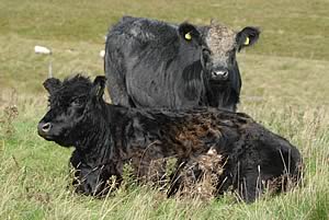 galloway cow & bluegrey calf