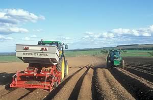 potato planting