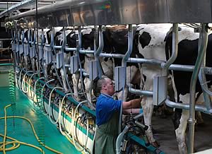 milking parlour