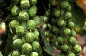 Brussels Sprouts