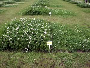 Barenbrug’s Ensign White Clover 