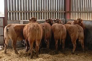 beef heifers