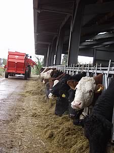 beef cattle feeding