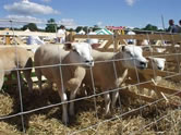 Otley Show Sheep pens 2004