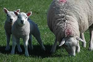 ewe and lambs