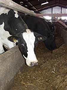 cattle feeding