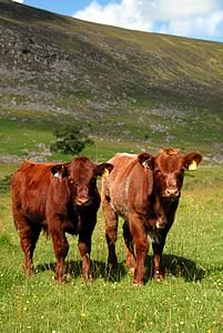 shorthorns