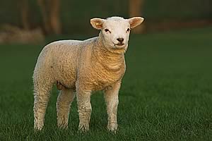 Lamb