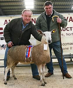 Skipton Blue Faced Leicester champion