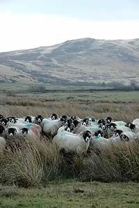 swaledale ewes