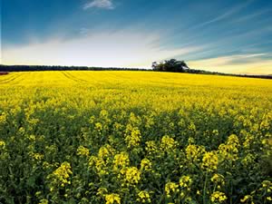 oilseed rape field