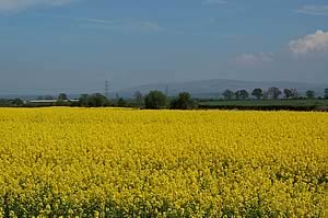Oilseed crop
