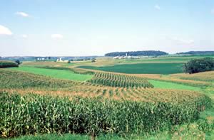 corn field