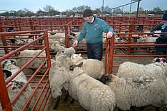 longtown prime sheep