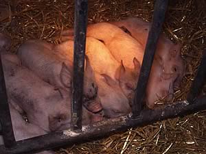 Loss of condition in pigs affected with coccidiosis